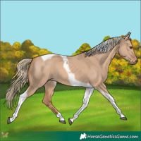 Horse Color:Red Dun Mushroom Tobiano 