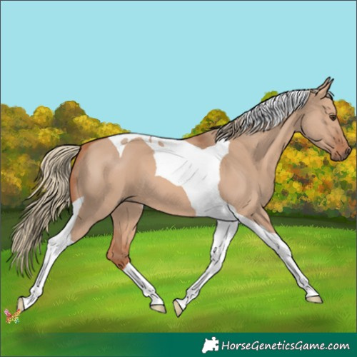Horse Color:Red Dun Mushroom Tobiano
