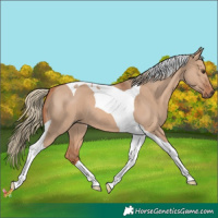 Horse Color:Red Dun Mushroom Tobiano