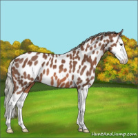 Horse Color:Chestnut Mushroom Splash Appaloosa 