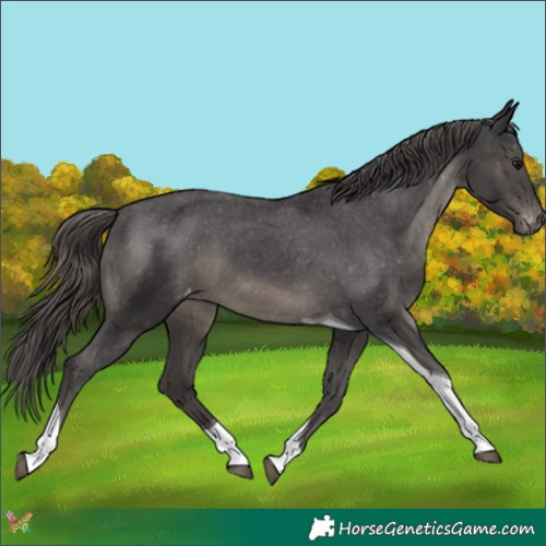 Horse Color:Smoky Black Tobiano Appaloosa 