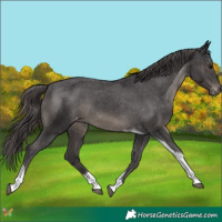 Horse Color:Smoky Black Tobiano Appaloosa 