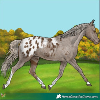Horse Color:Chocolate Palomino Tobiano Appaloosa 