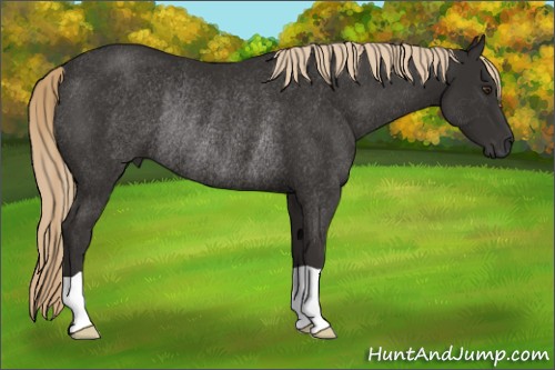 Horse Color:Liver Chestnut Rabicano 