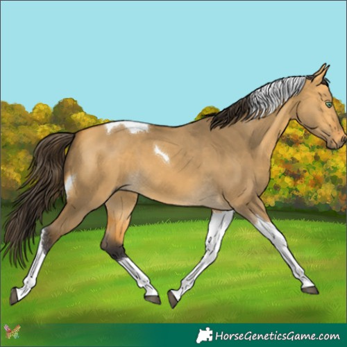 Horse Color:Buckskin Dun Tobiano 