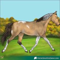 Horse Color:Buckskin Dun Tobiano 