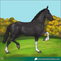 Horse Color:Platinum Smoky Black Tobiano 