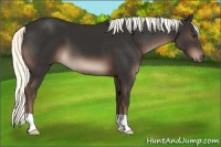 Horse Color:Liver Chestnut Mushroom 