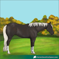 Horse Color:Liver Chestnut Mushroom 