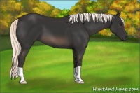 Horse Color:Liver Chestnut Mushroom 