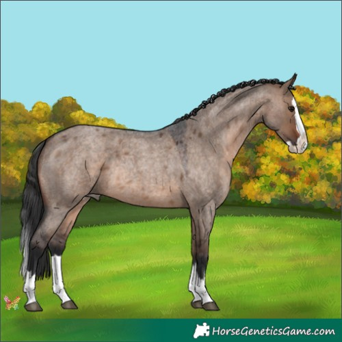 Horse Color:Brown Roan Dun Splash Rabicano 