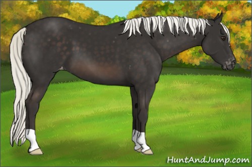 Horse Color:Liver Chestnut Mushroom Appaloosa 