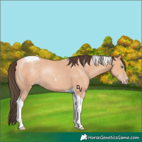 Horse Color:Amber Champagne Tobiano Rabicano 