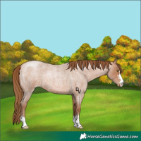 Horse Color:Brown Roan Pearl