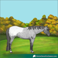 Horse Color:Blue Roan Appaloosa 