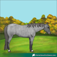 Horse Color:Blue Roan Appaloosa 
