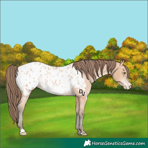 Horse Color:Amber Champagne Appaloosa 