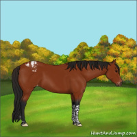 Horse Color:Gray Bay Tobiano Appaloosa 