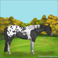 Horse Color:Black Tobiano Appaloosa 