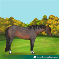 Horse Color:Brown Roan