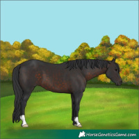 Horse Color:Brown 