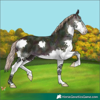 Horse Color:Watercolor Midnight Silver Brown Ice Splash