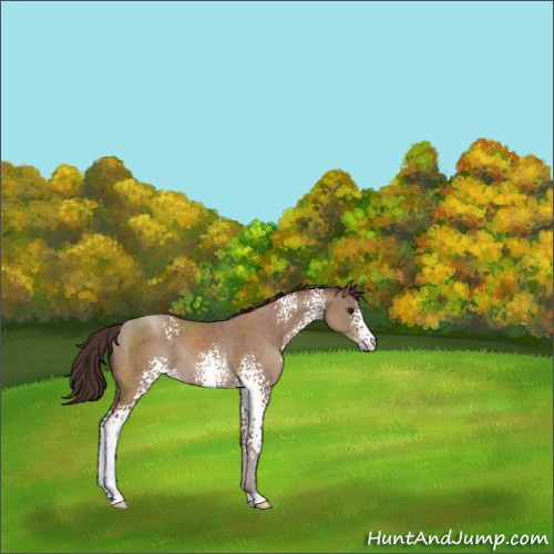 Horse Color:White Spotted Classic Champagne Sabino Rabicano
