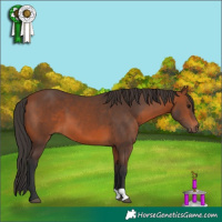 Horse Color:Bay 