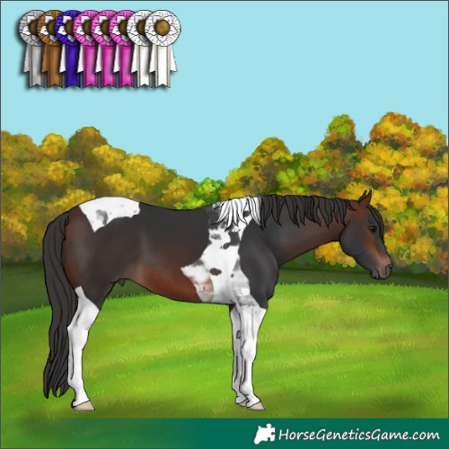 Horse Color:Brown Tobiano 