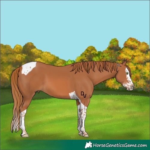 Horse Color:Chestnut Splash Tobiano