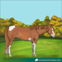 Horse Color:Chestnut Splash Tobiano 