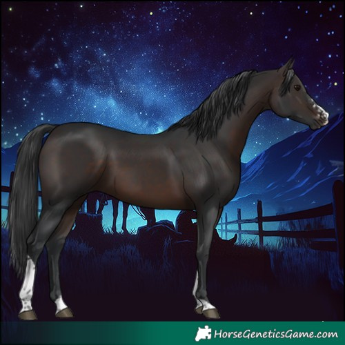 Horse Color:Brown Sabino Tobiano 
