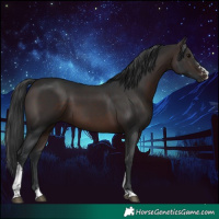 Horse Color:Brown Sabino Tobiano