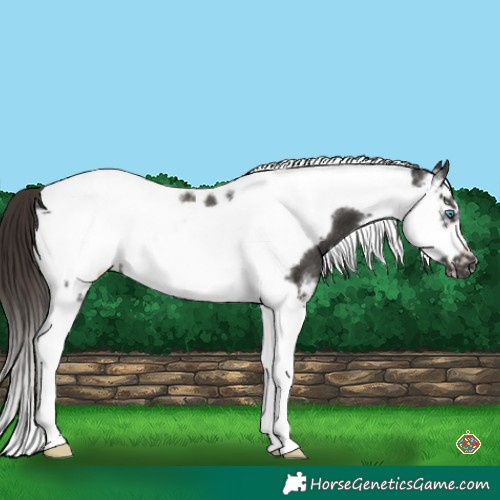 Horse Color:Liver Chestnut Sabino Tobiano Frame Rabicano 