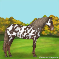 Horse Color:Liver Chestnut Appaloosa 