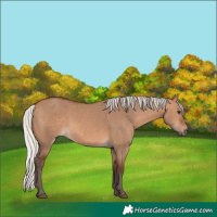 Horse Color:Silver Brown Dun 