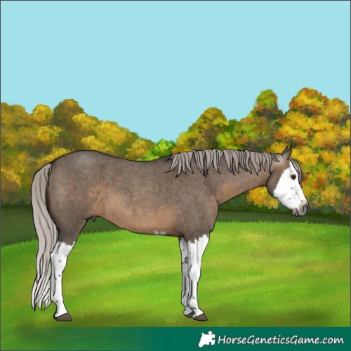 Horse Color:Gray Silver Brown Roan Dun Splash 