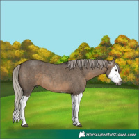 Horse Color:Gray Silver Brown Roan Dun Splash 