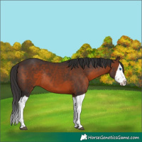 Horse Color:Brown Splash Rabicano 