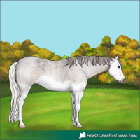 Horse Color:Gray Silver Brown Roan Splash 