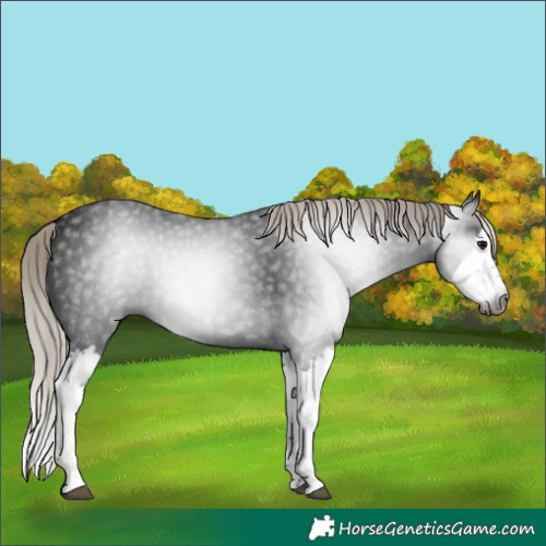 Horse Color:Gray Silver Brown Splash
