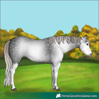 Horse Color:Gray Silver Brown Splash 