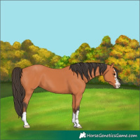 Horse Color:Bay 