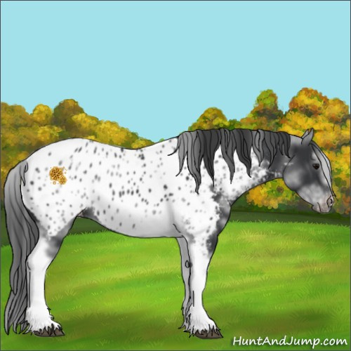 Horse Color:White Spotted Black Splash Tobiano Frame Appaloosa 