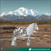 Horse Color:Smoky Grullo Mushroom Appaloosa Rabicano