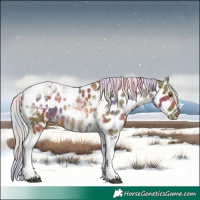 Horse Color:Nacre Chocolate Palomino Tobiano Leopard 