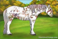 Horse Color:Nacre Chocolate Palomino Tobiano Appaloosa 