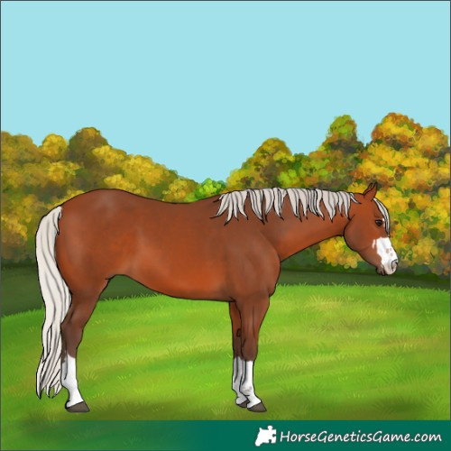 Horse Color:Silver Bay 