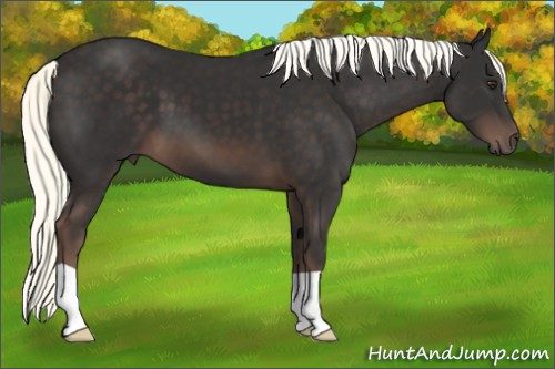Horse Color:Liver Chestnut Mushroom 