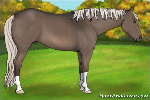 Horse Color:Liver Chestnut Mushroom 